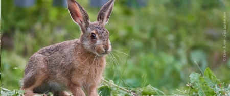 Erster Fall von Hasenpest in 2025 © Adobe.stock.com - Karin Jähne